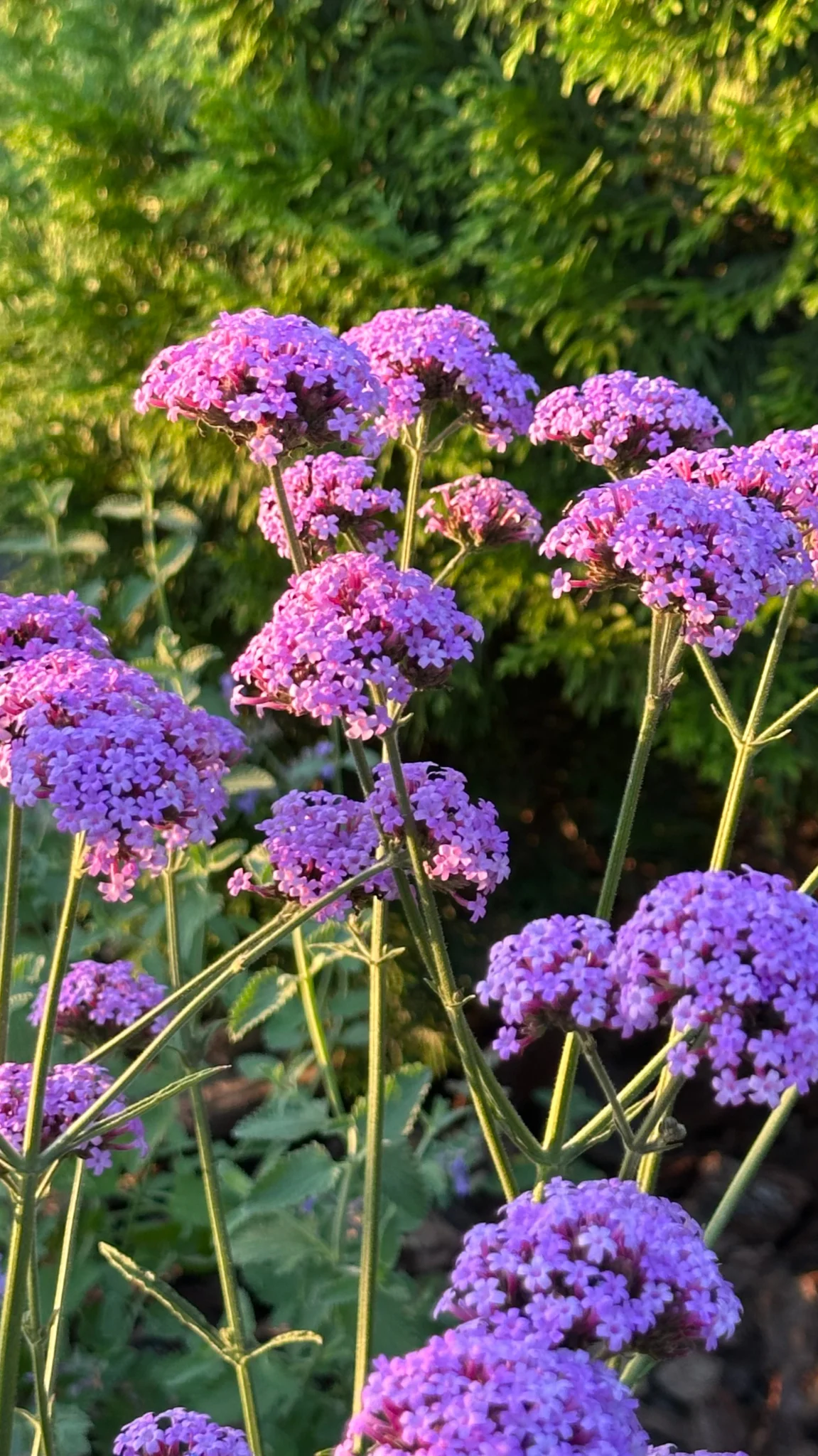 Сад II, под Варшавой, кадр 2
